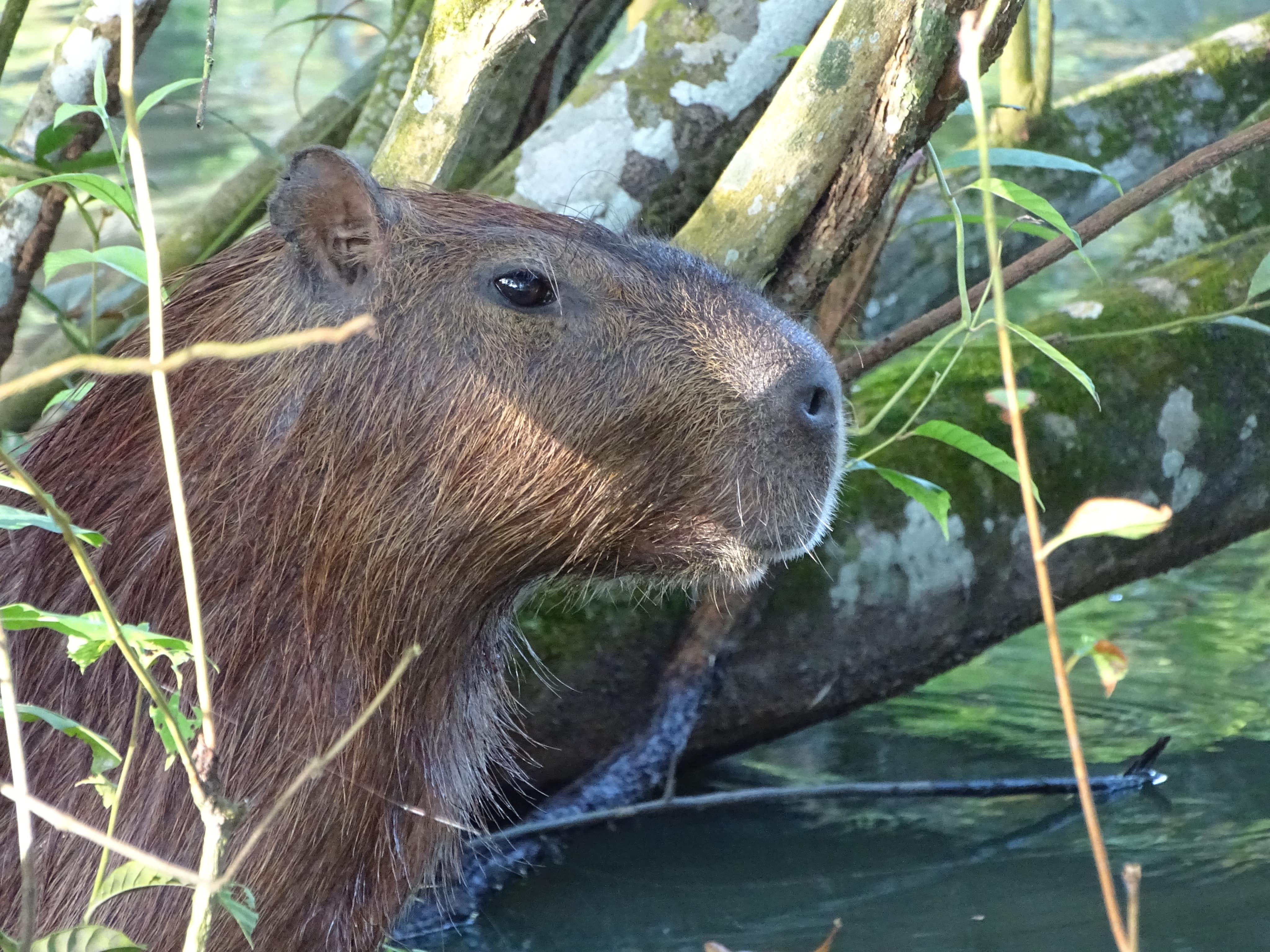 Capibara